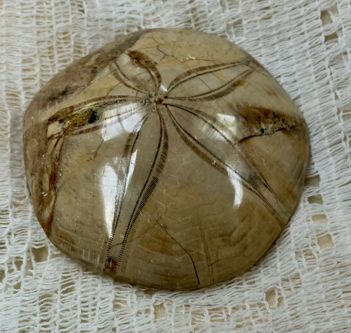 #3181Fossilized sand dollar