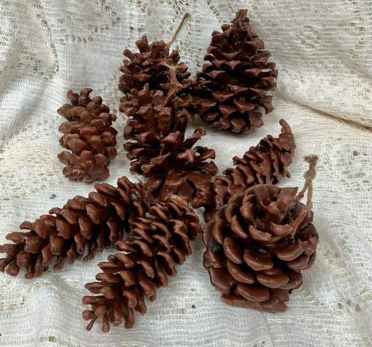 Pinecone fire starter #2282