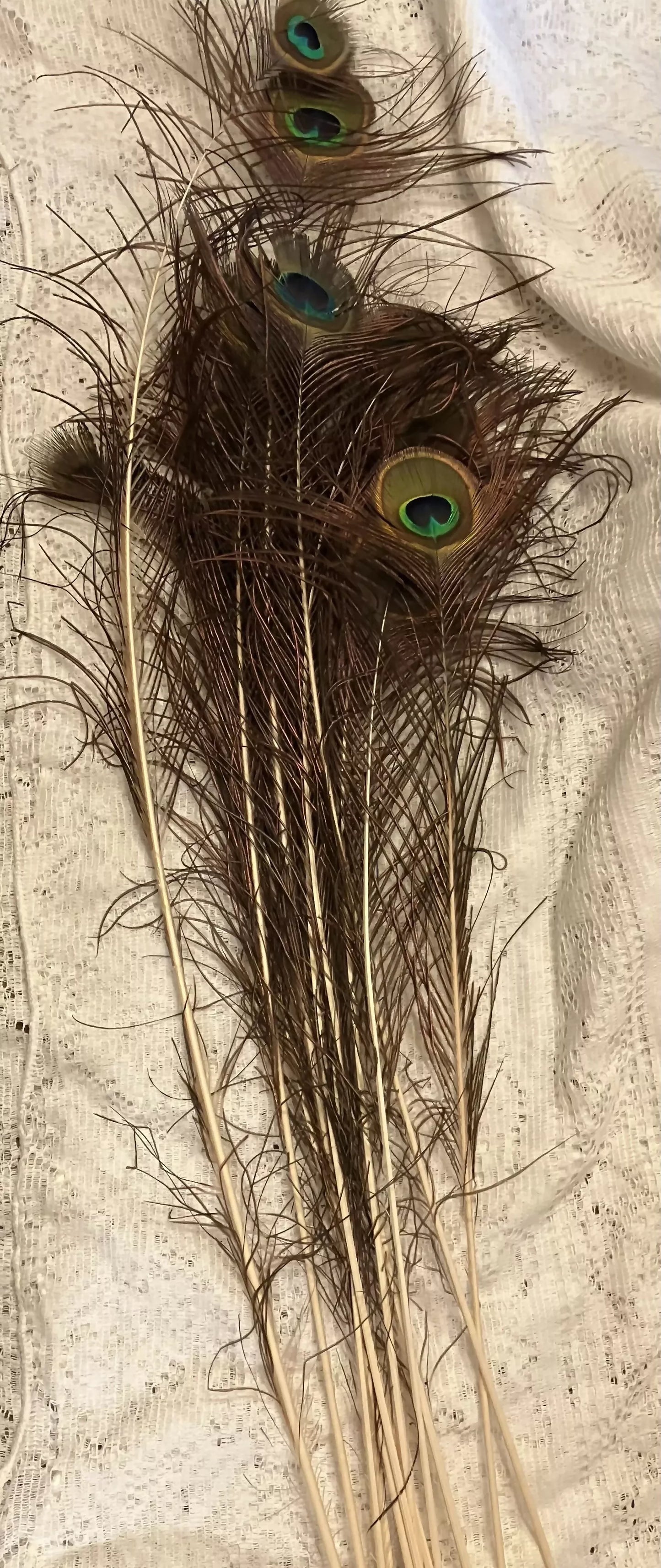 #3116 Peacock feathers