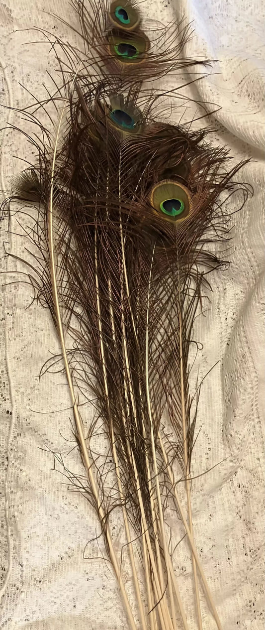 #3116 Peacock feathers