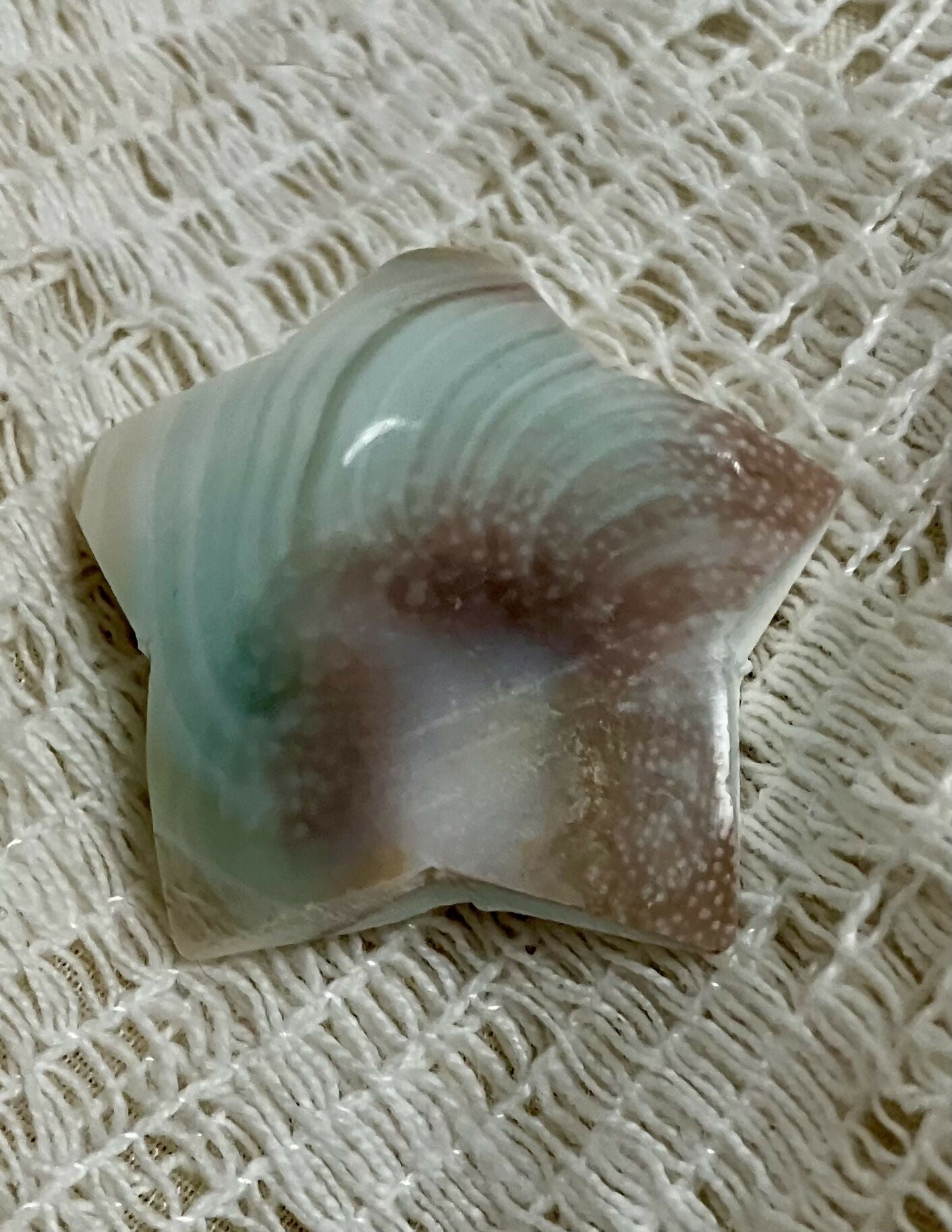#845 Shiva shell star