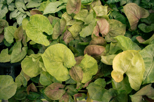 Greenery Postcard