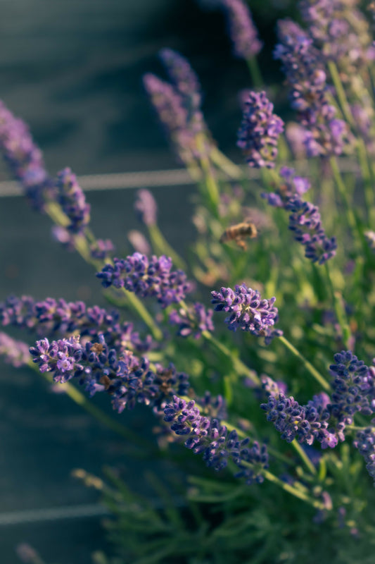 Lavender Postcard